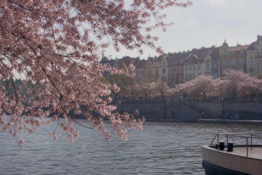 Cherry blossom along the Vltava embankment in spring, Old Town facades softened behind the pink branches, a boat's bow just entering the frame