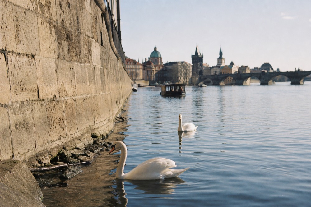 Swans gliding on calm river water beside an old stone embankment wall, soft early light